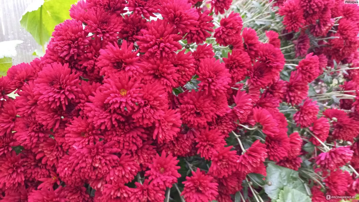 Хризантема мультифлора Бранбич коралл