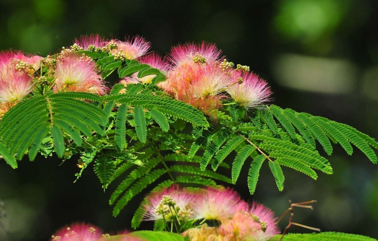 Альбиция ленкоранская Акация