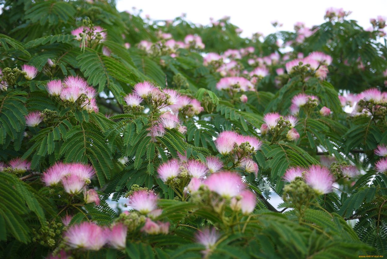 Акация Альбиция розовая дерево