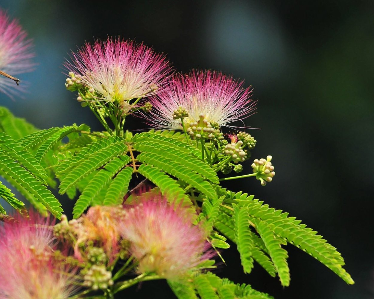 Альбиция (ленкоранская Акация) (Albizia
