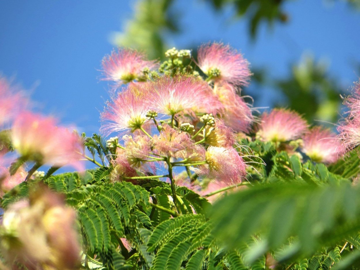 Ленкоранская Акация пушистая