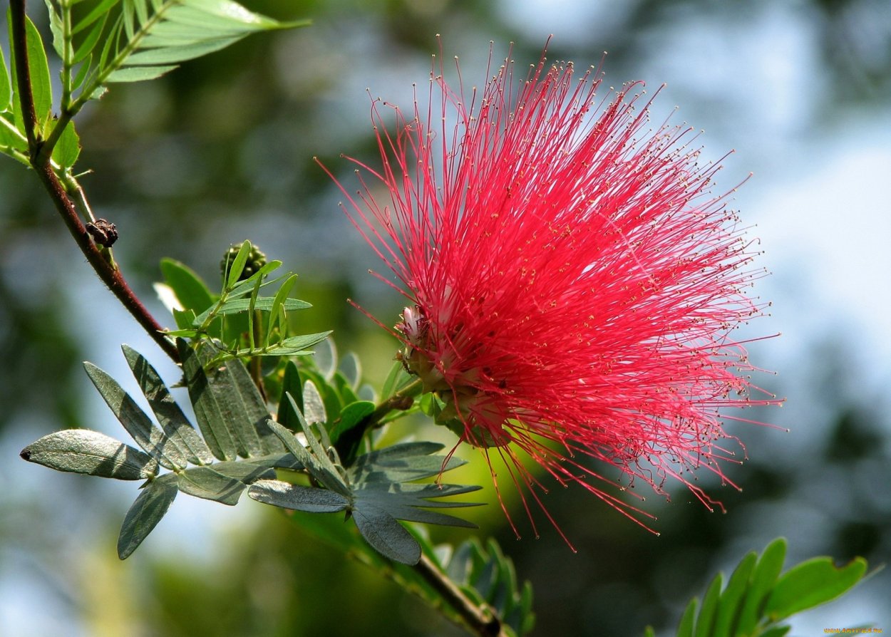 Calliandra haematocephala