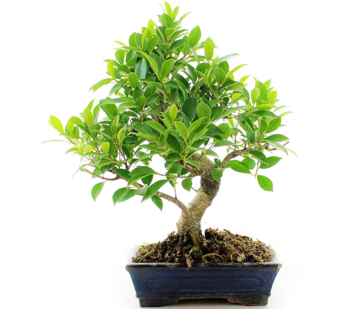 Фикус ретуза Грин