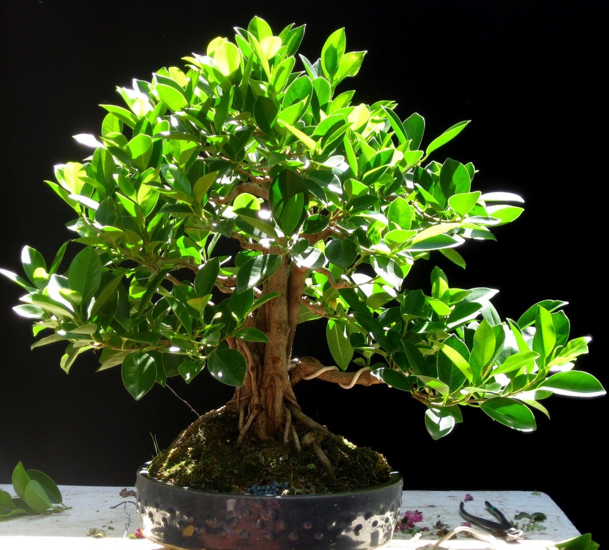 Фикус микрокарпа ретуза