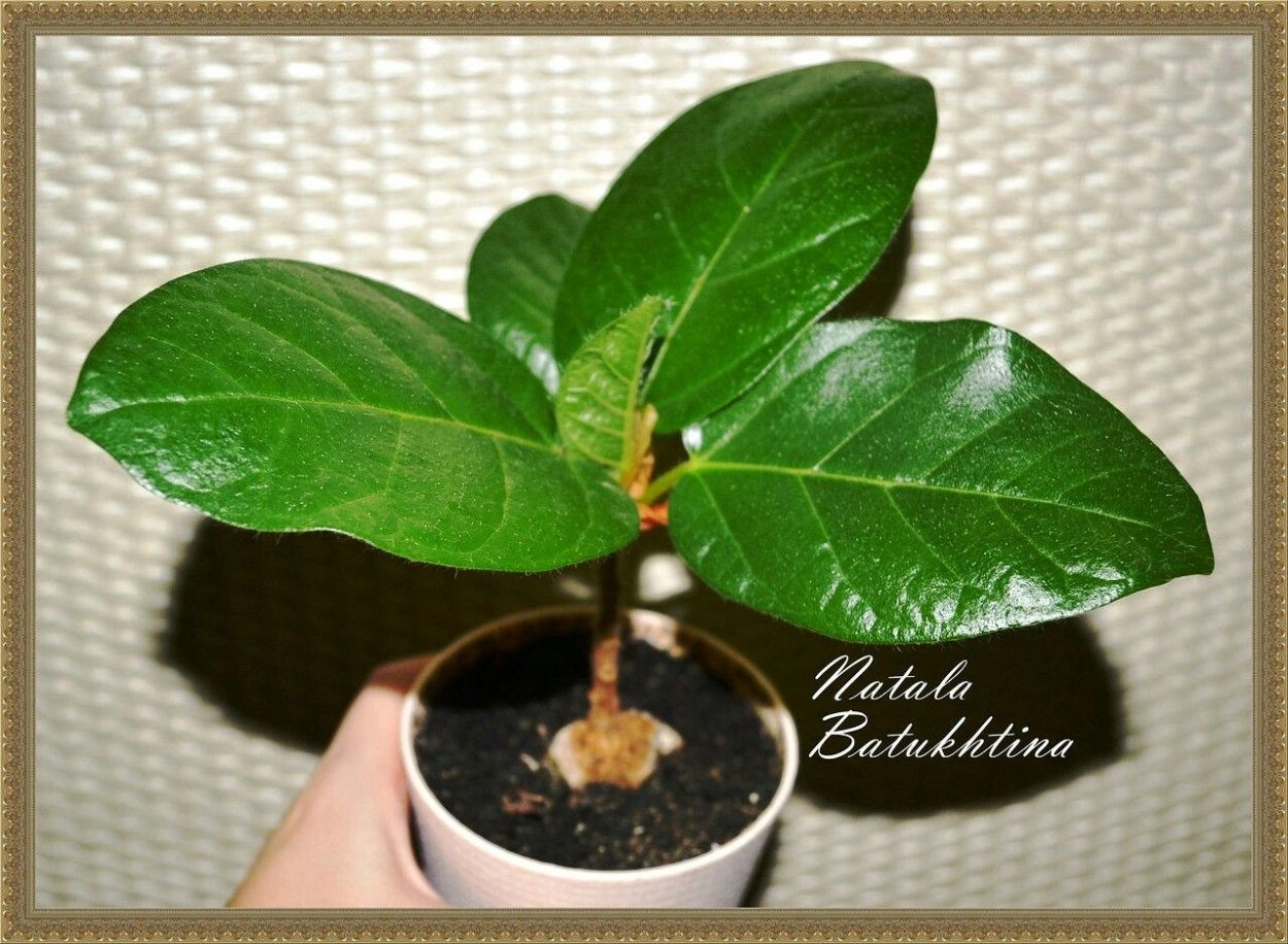 Фикус Формоза