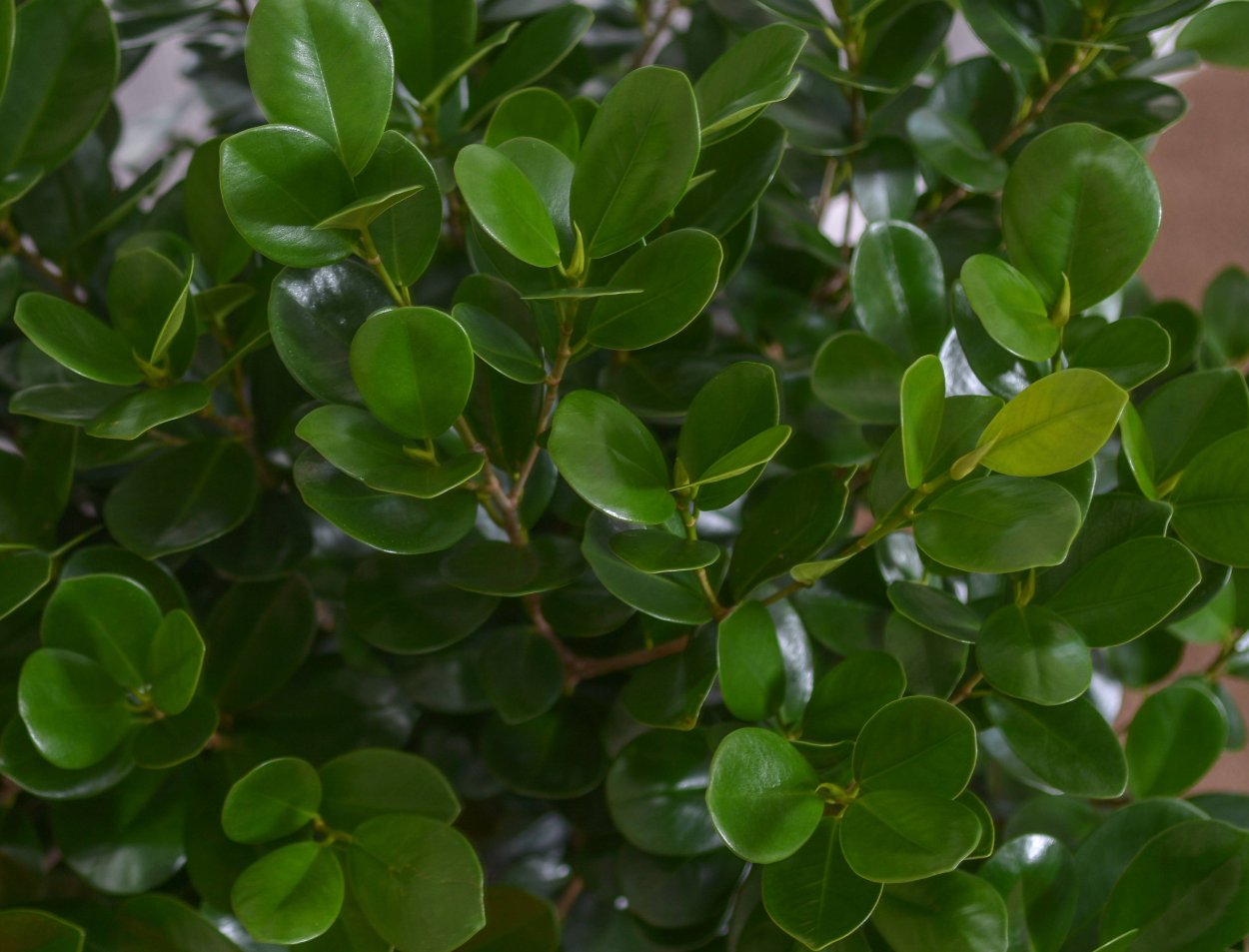 Фикус ретуза Грин