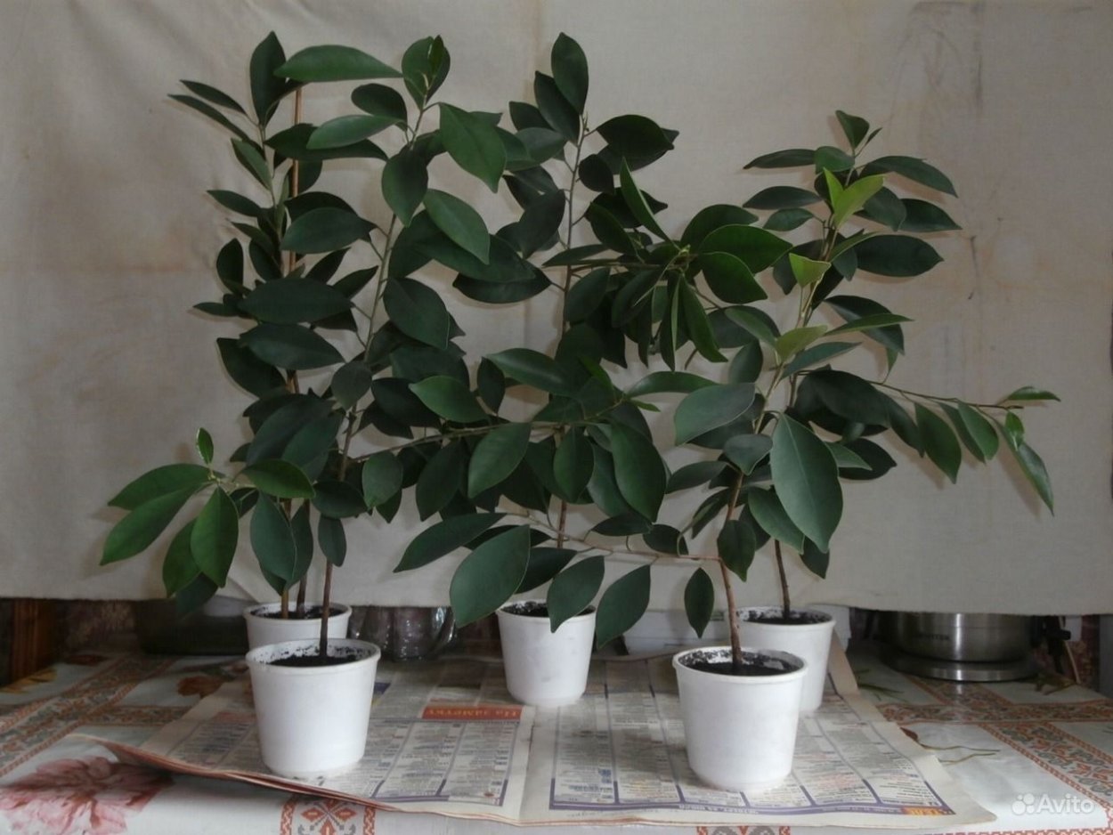 Фикус ретуза Грин