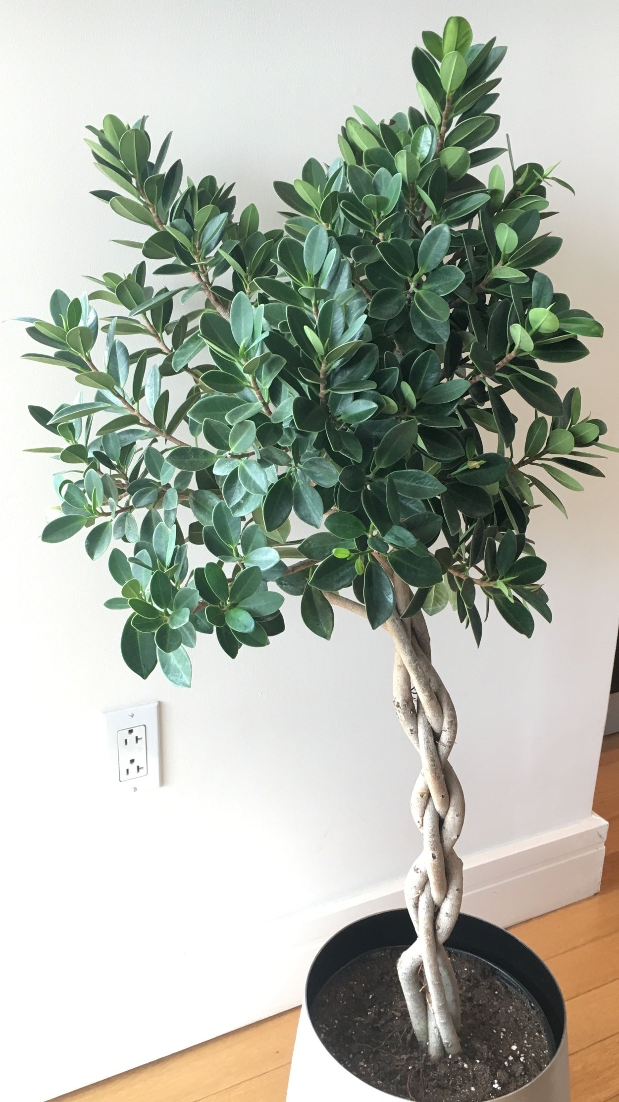 Фикус ретуза Грин