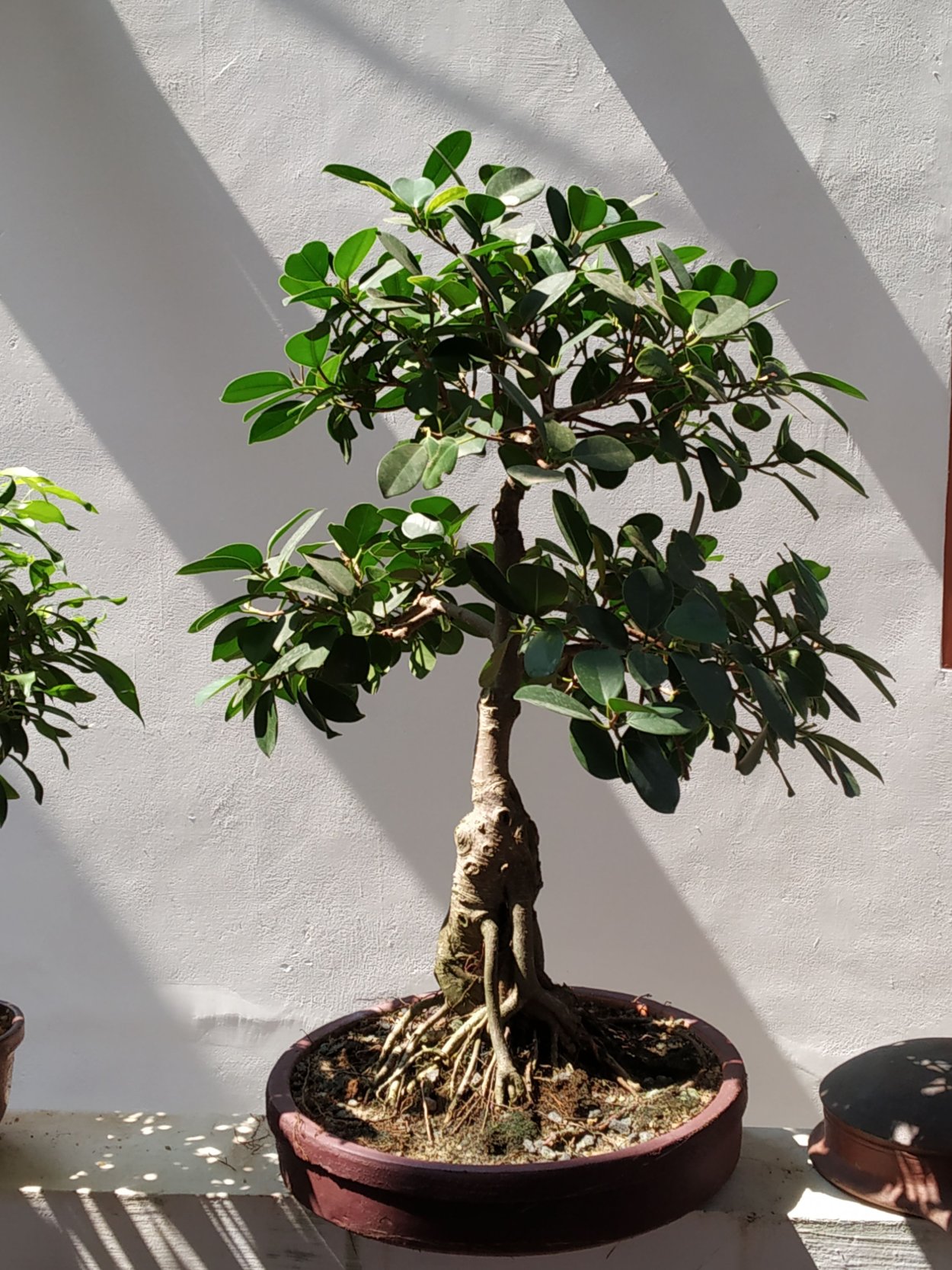 Фикус Грин Исланд