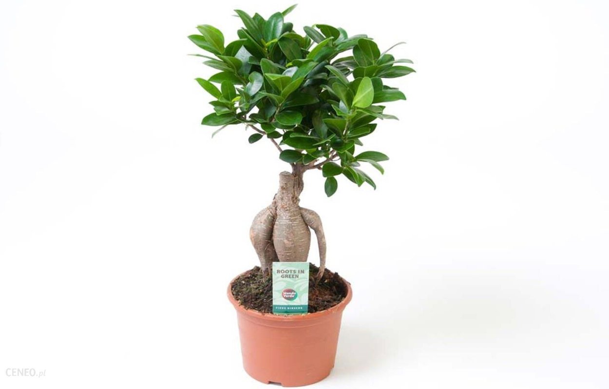 Фикус ретуза Сильвер Блю