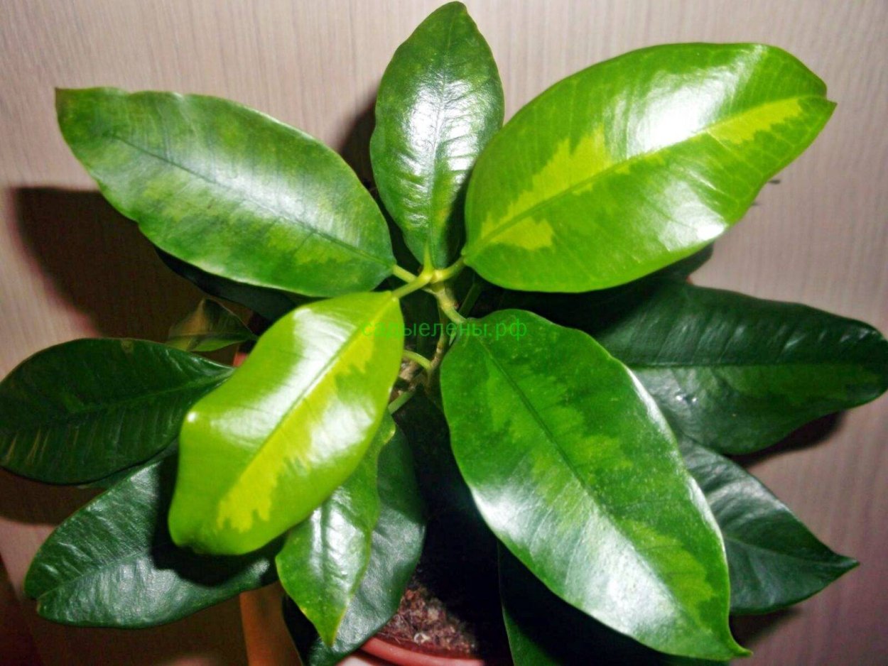 Фикус Грин Исланд