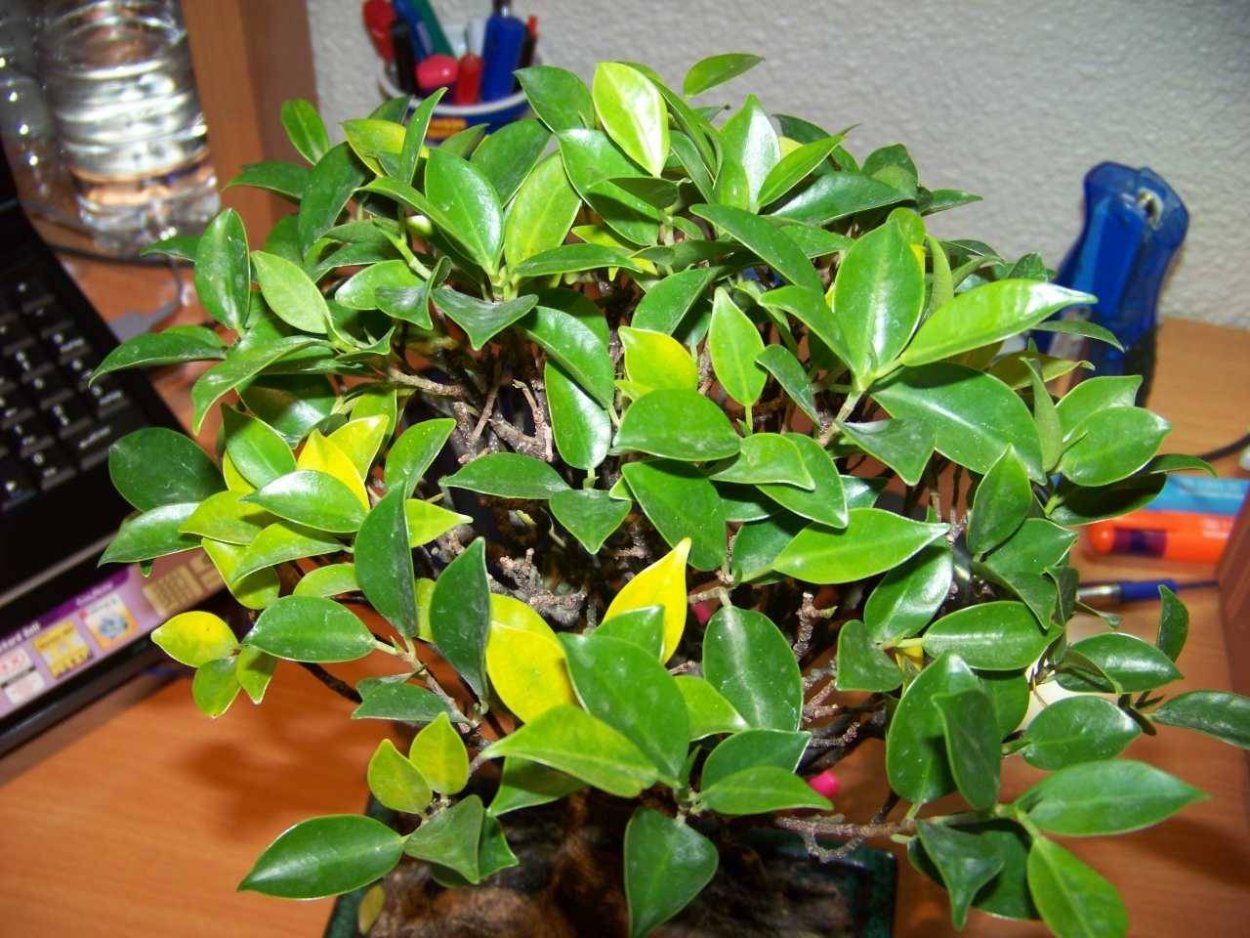 Фикус ретуза американская