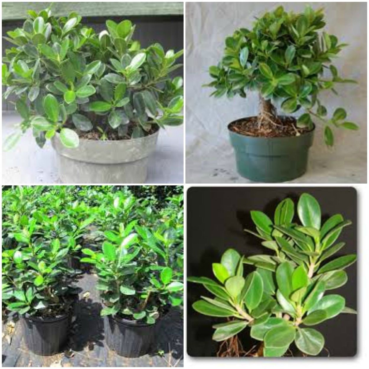 Фикус штульманни