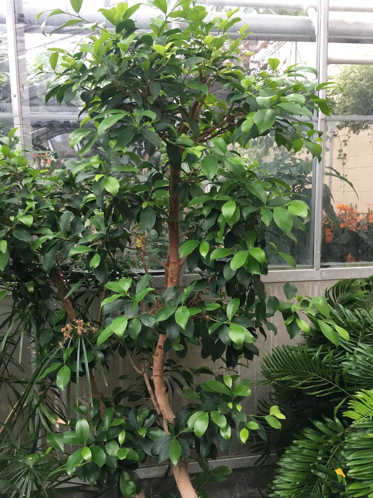 Бонсай фикус ретуза