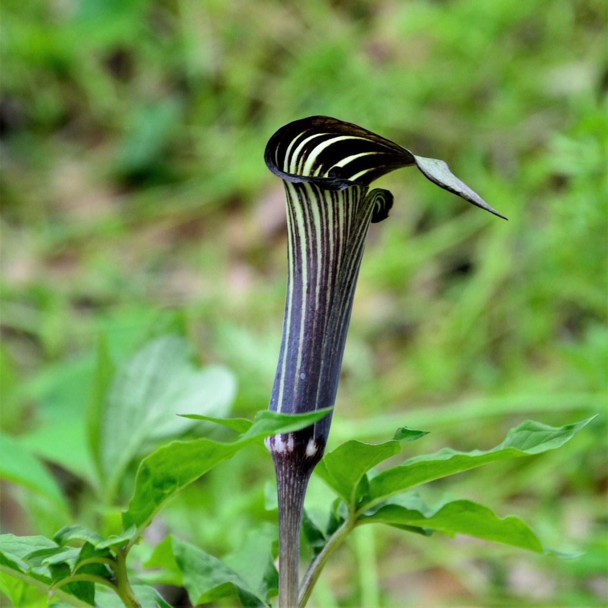 Arisaema speciosum