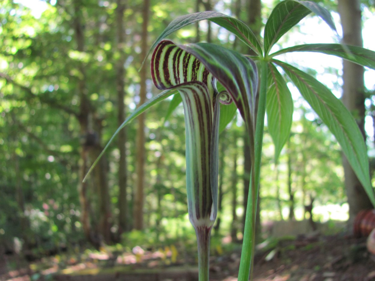 Аризема Полуостровная