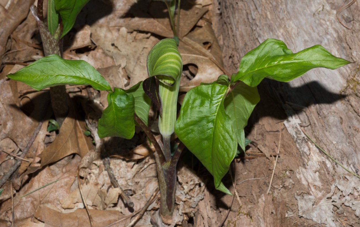 Копаифера лекарственная. Ботаническая иллюстрация