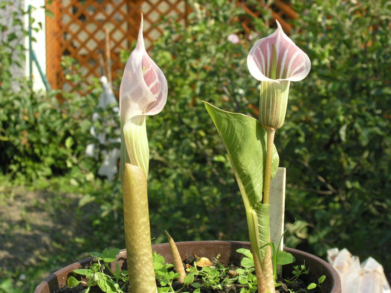 Аризема зияющая