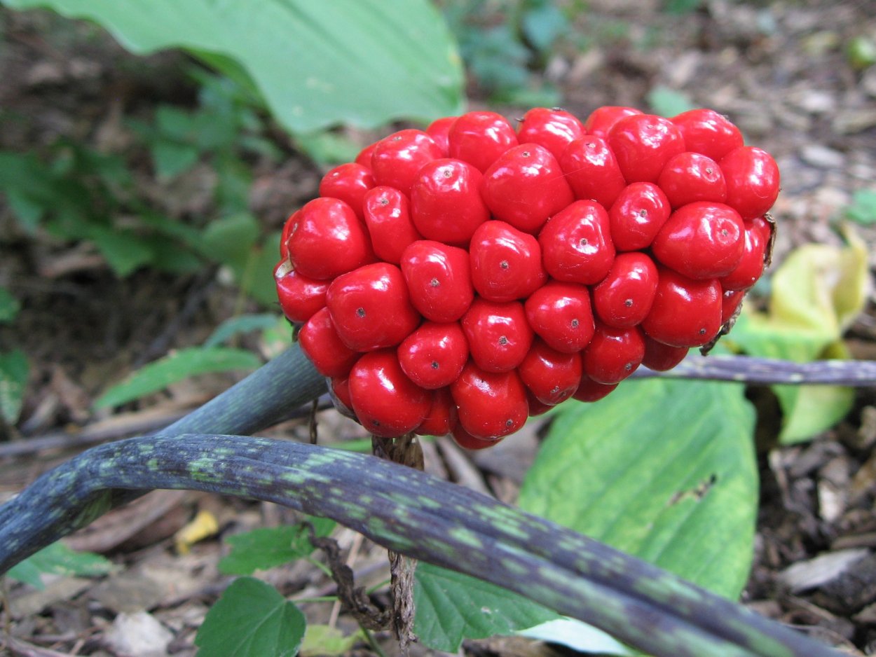 Аризема Уорда