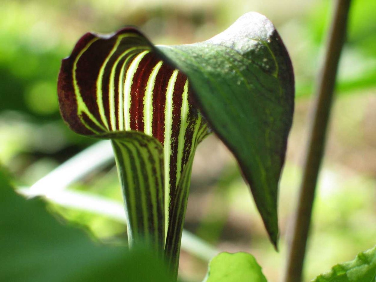 Аризема белоснежнейшая