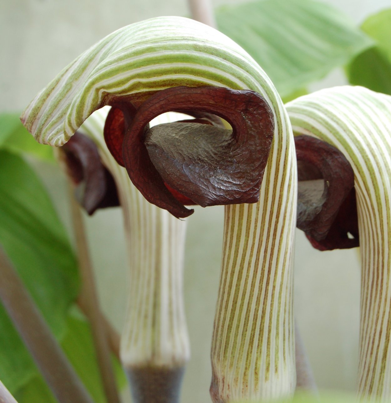 Arisaema japonica