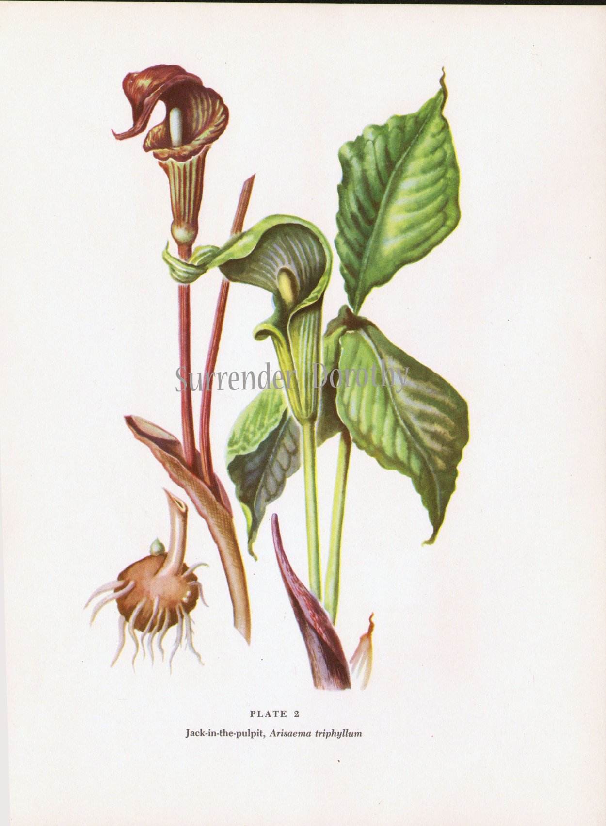 Аризема Полуостровная