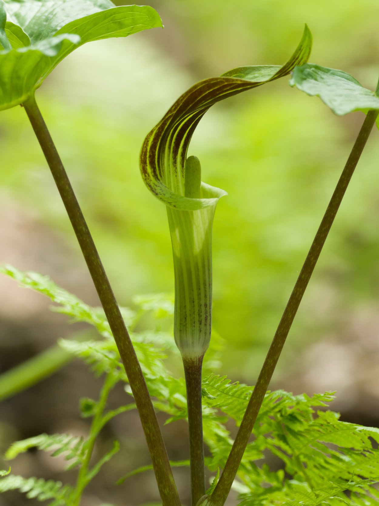 Аризема Франше