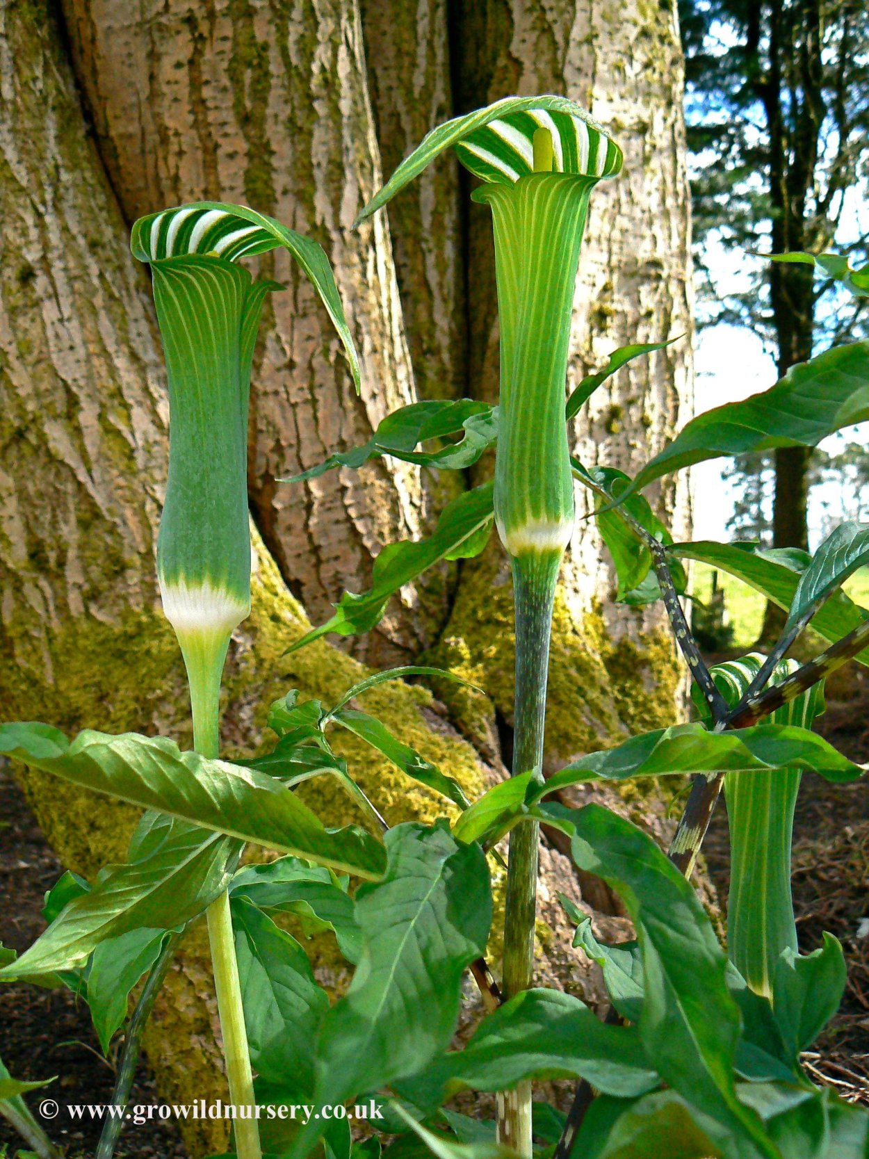 Аризема Франше