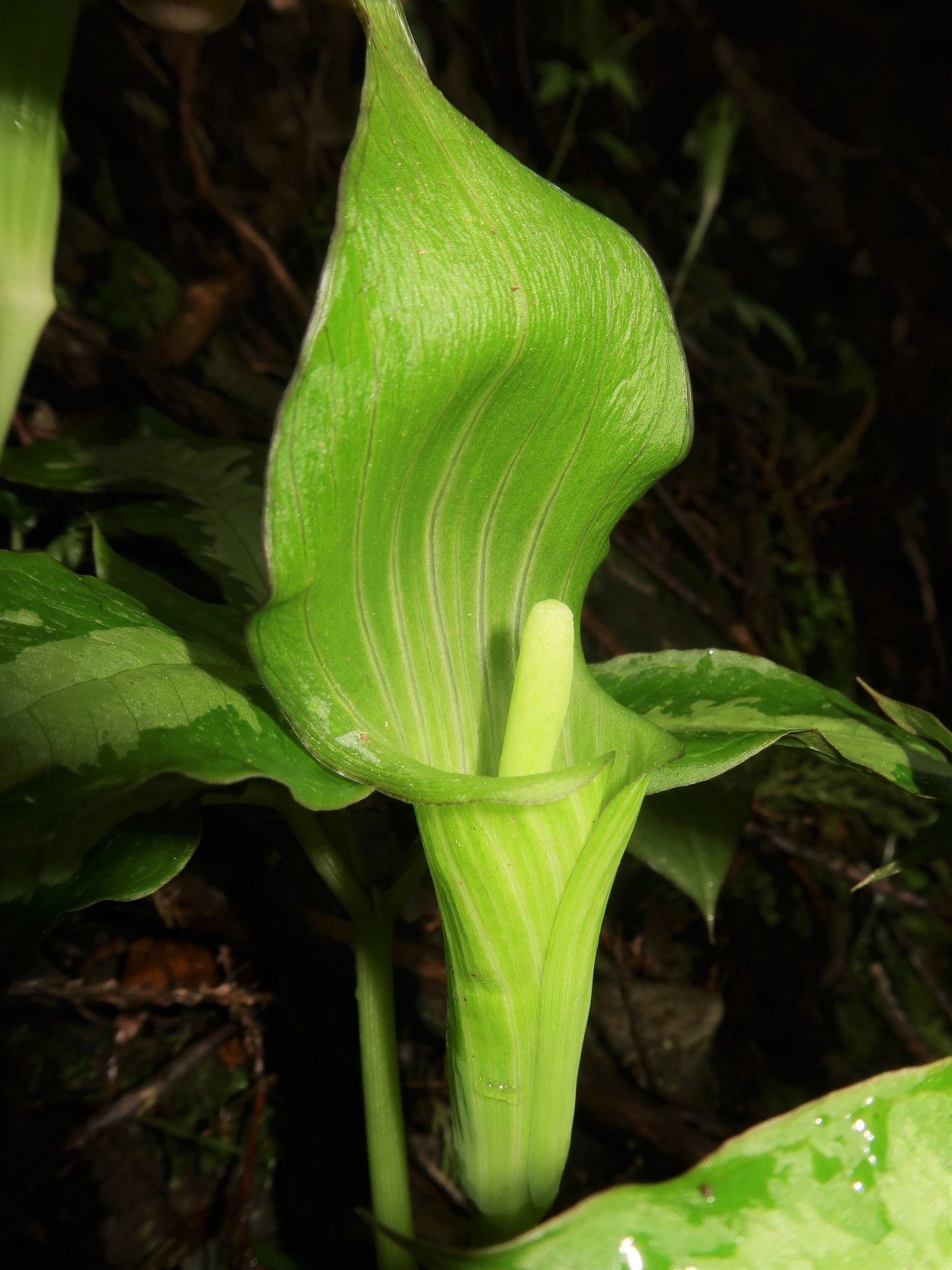 Аризема трифиллум