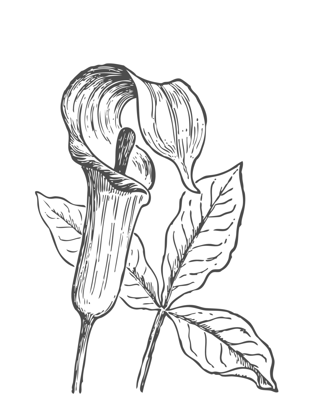 Аризема Вильсона