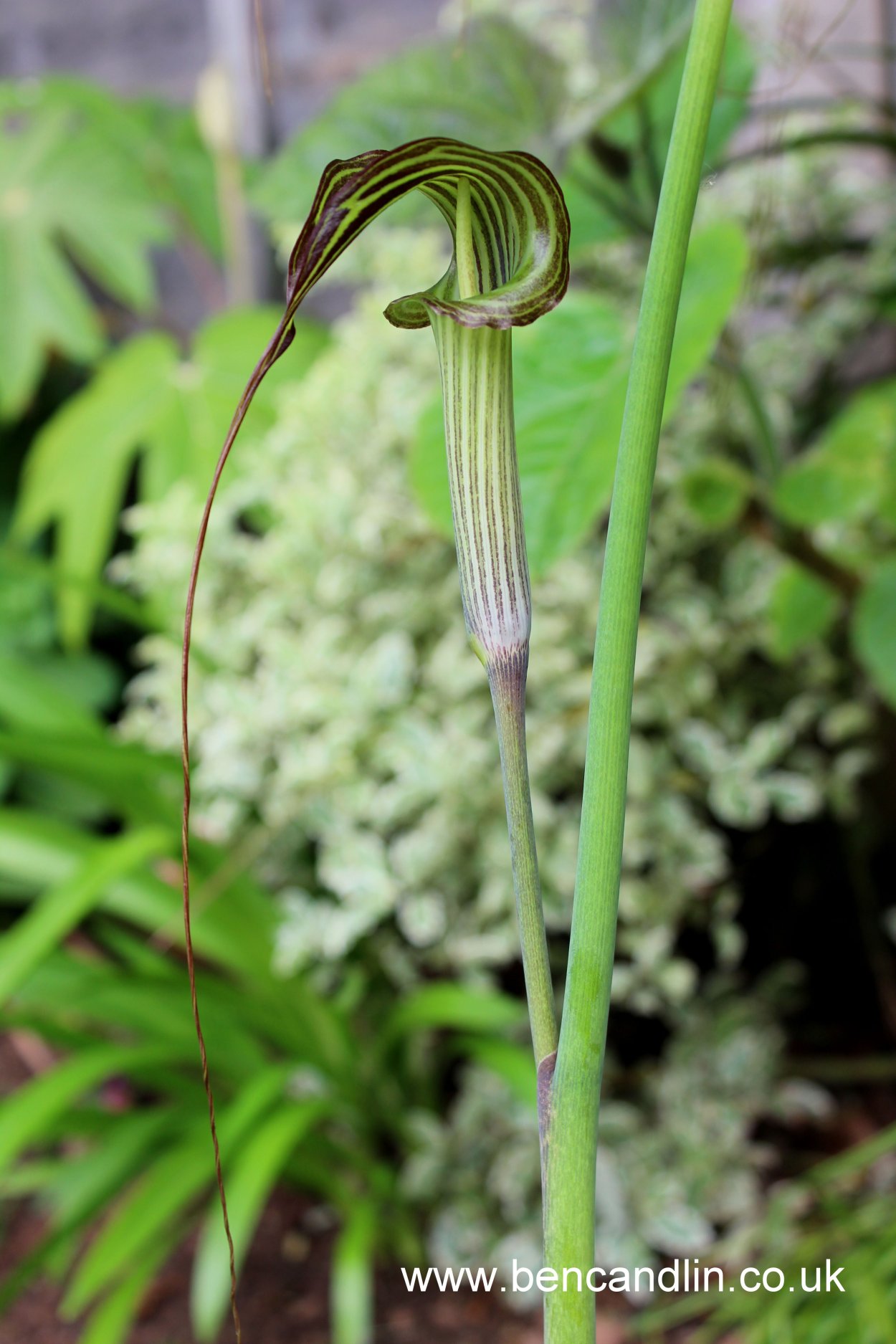 Arisaema ciliatum liubaense