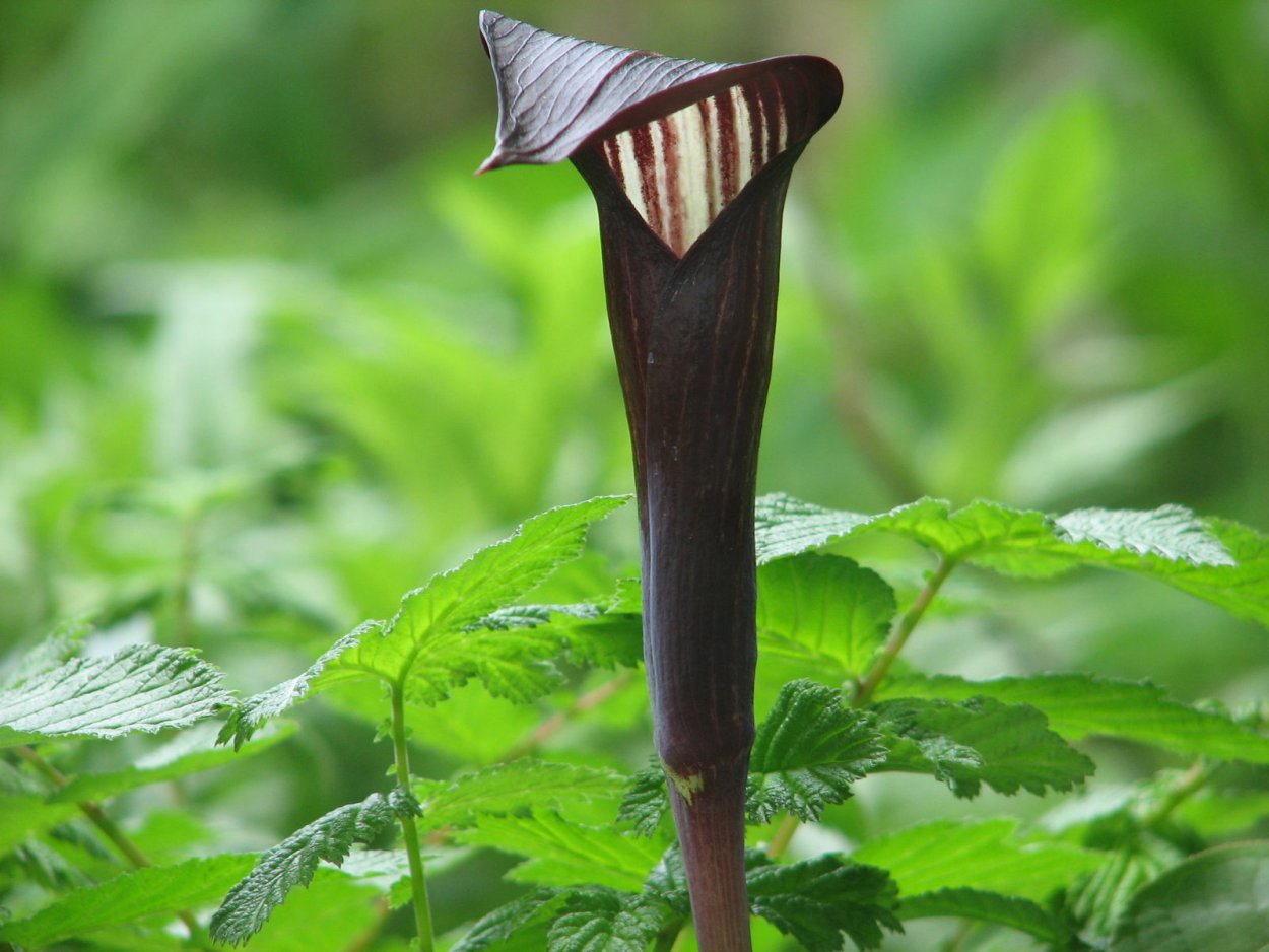 Arisaema jacquemontii