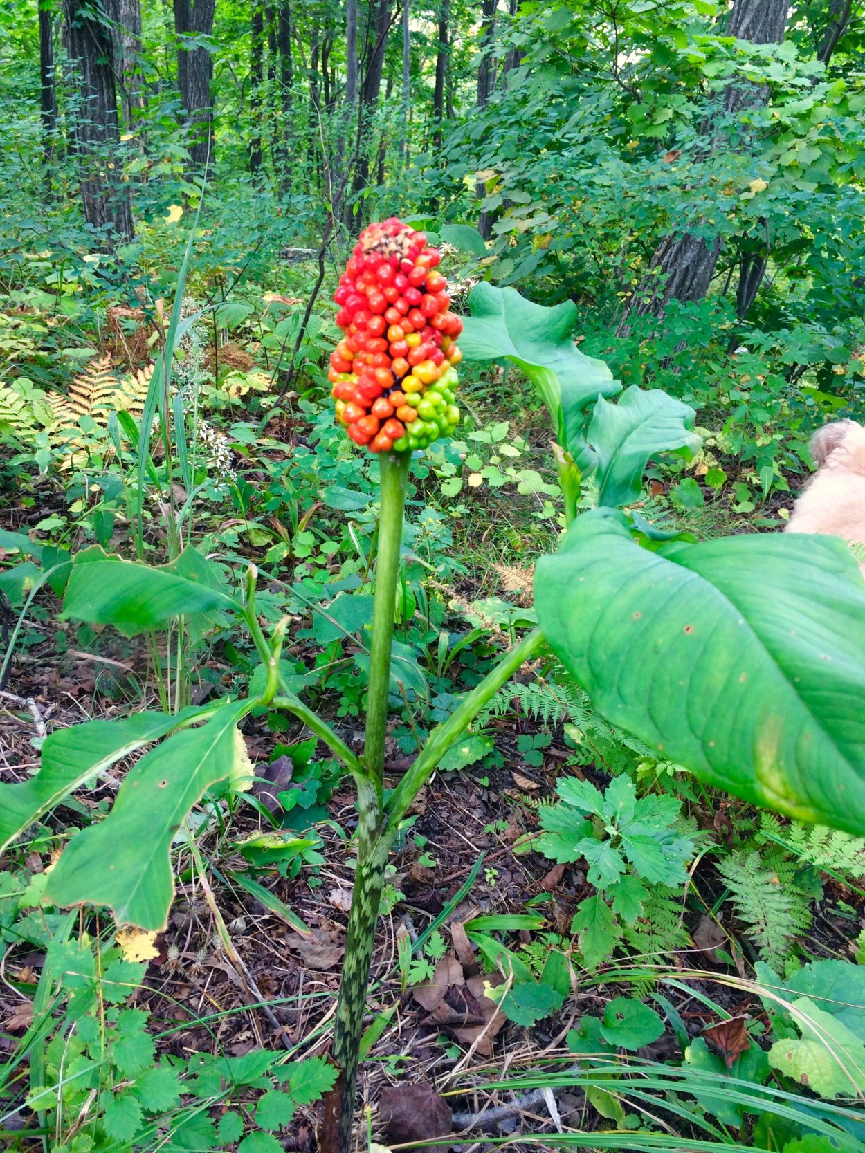 Аризема Ботанический рисунок