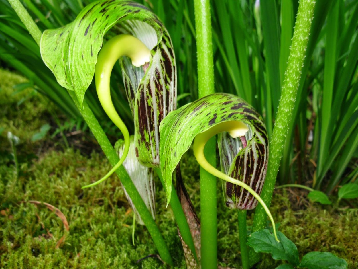Драцена Ботанический рисунок
