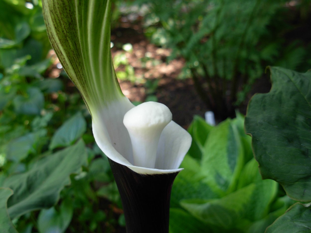 Аризема трехлистная triphyllum