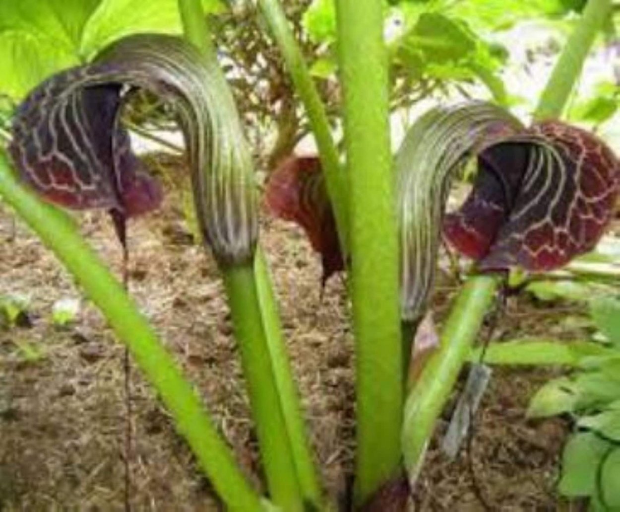 Аризема белоснежнейшая