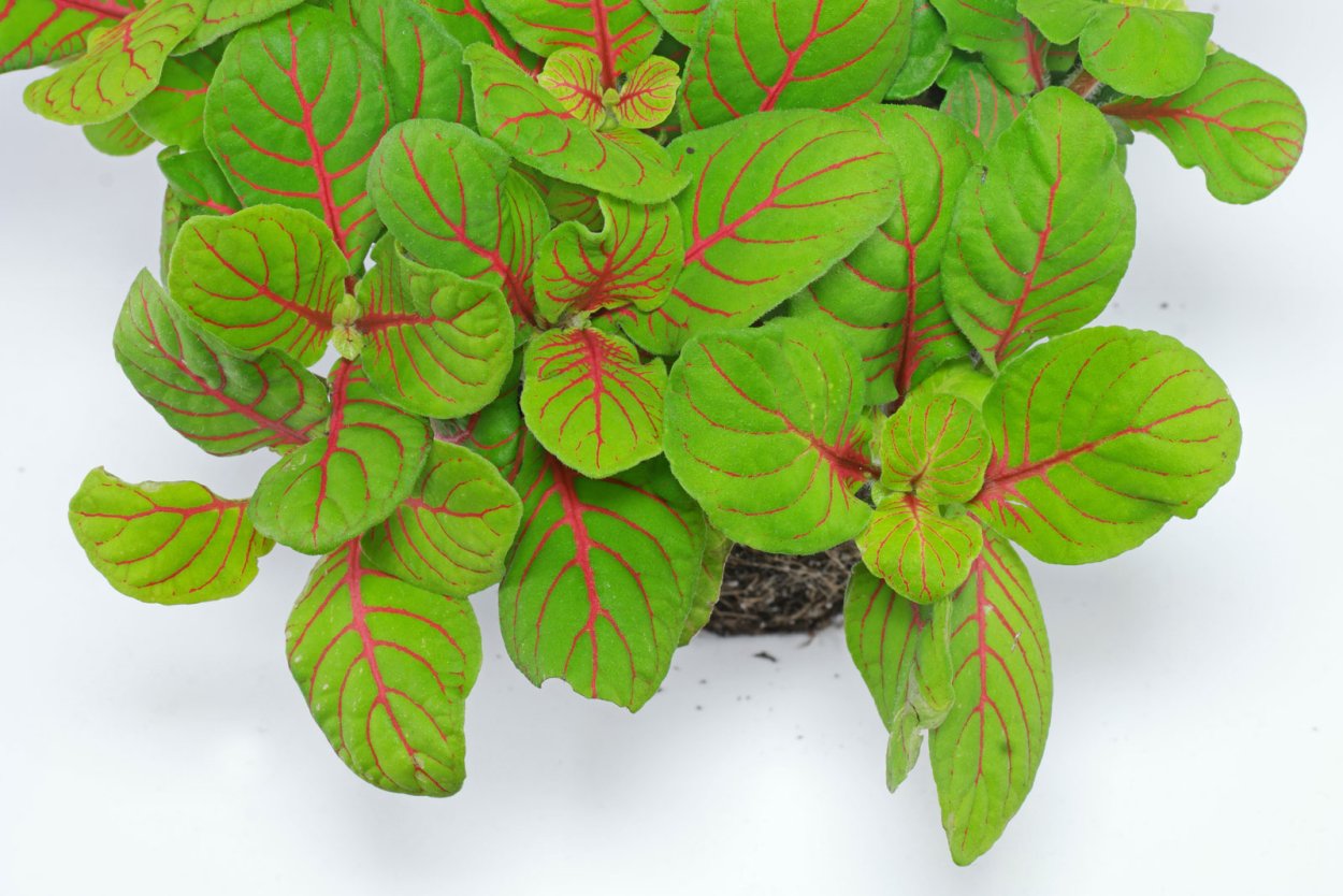 Fittonia albivenis «Red»