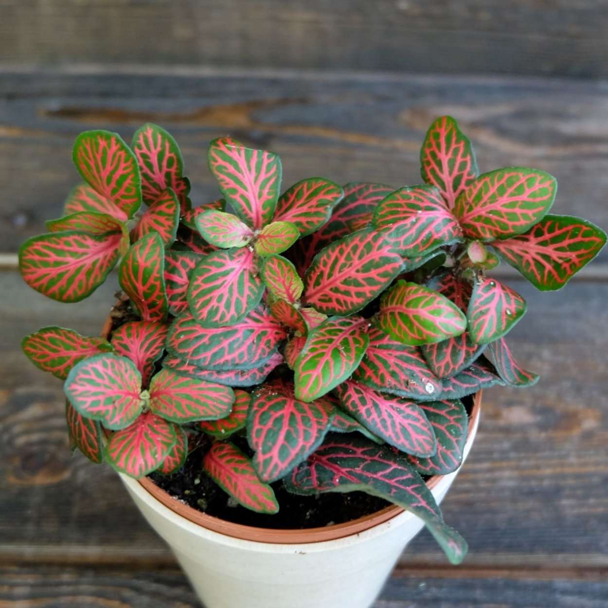 Фиттония Вершаффельта