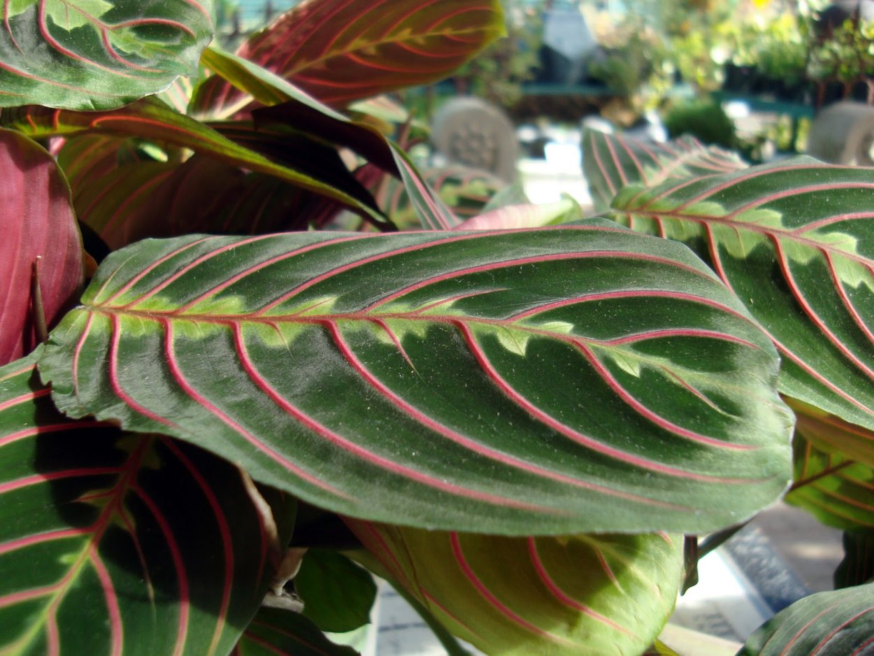 Растение каладиум