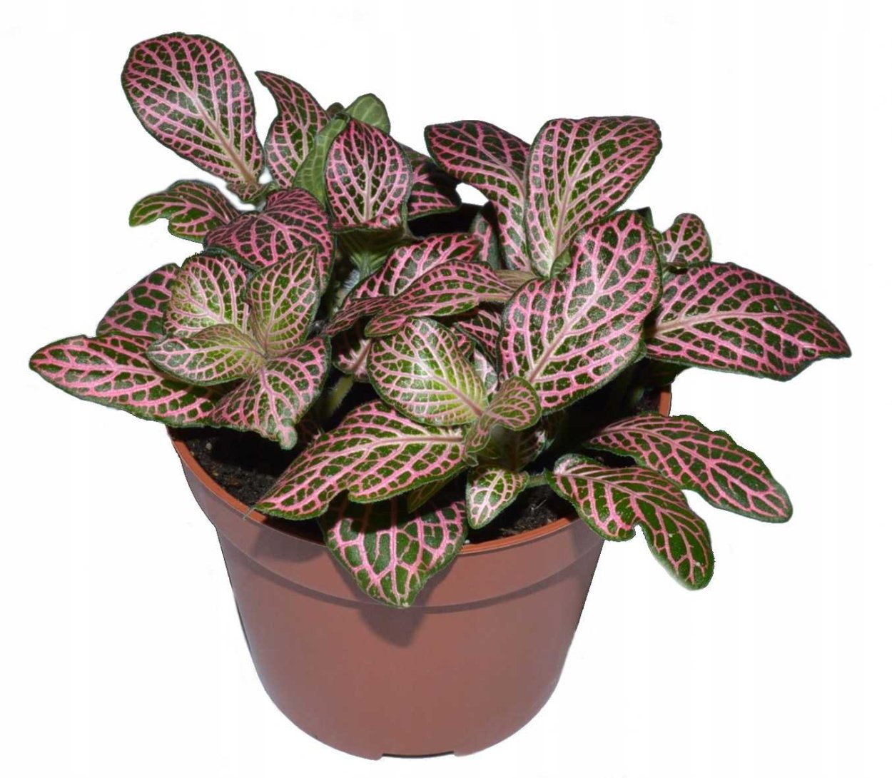 Фиттония Джосан