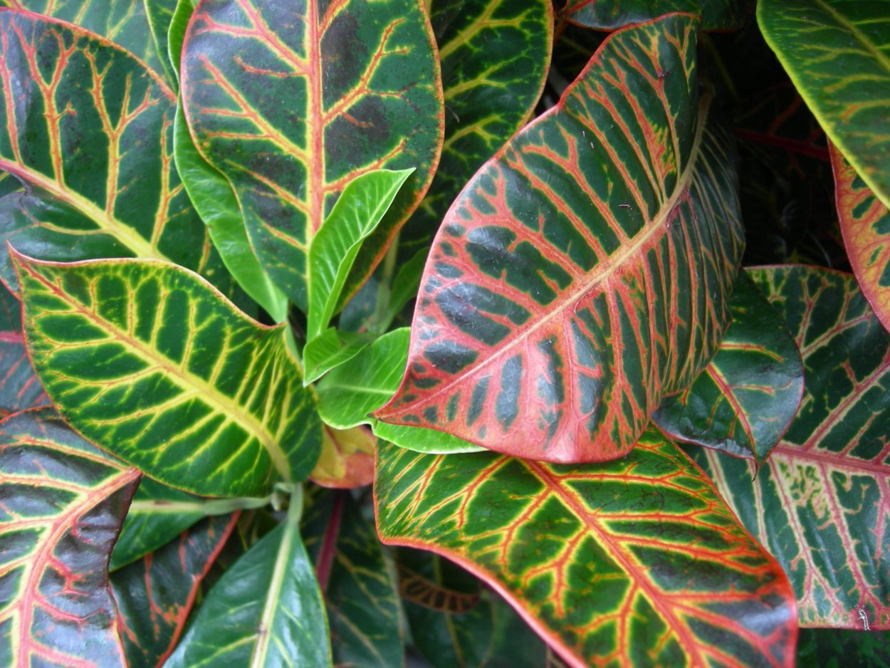 Кротон Кодиеум зеленый с красными прожилками