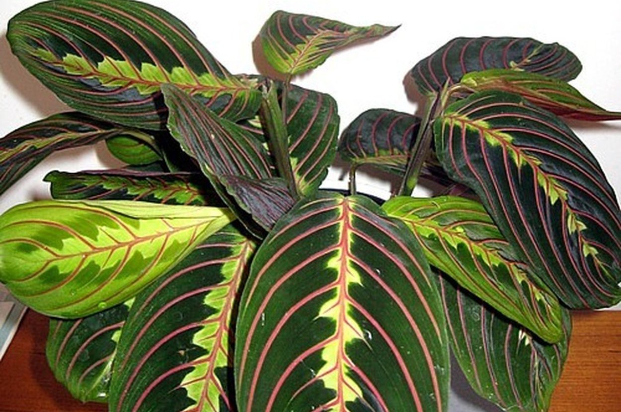 Калатея триостар Calathea Triostar Pink