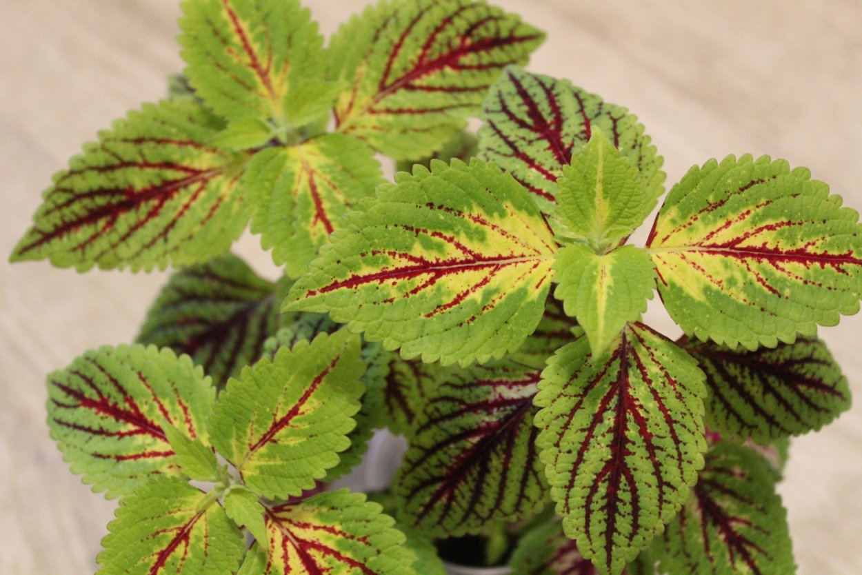 Аглаонема Тайволи