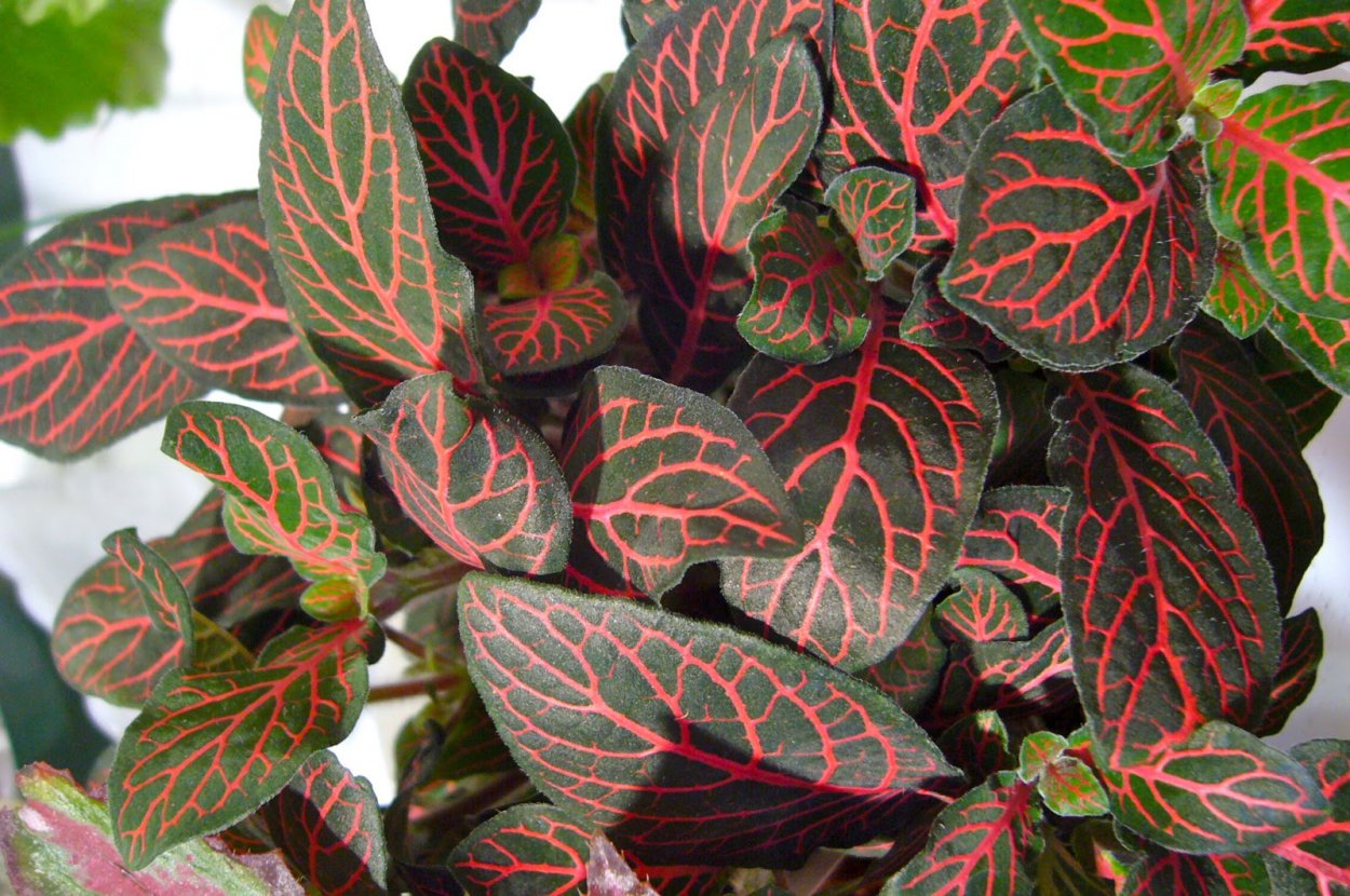 Фитто̀ния серебристожильчатая – fittonia argyroneura