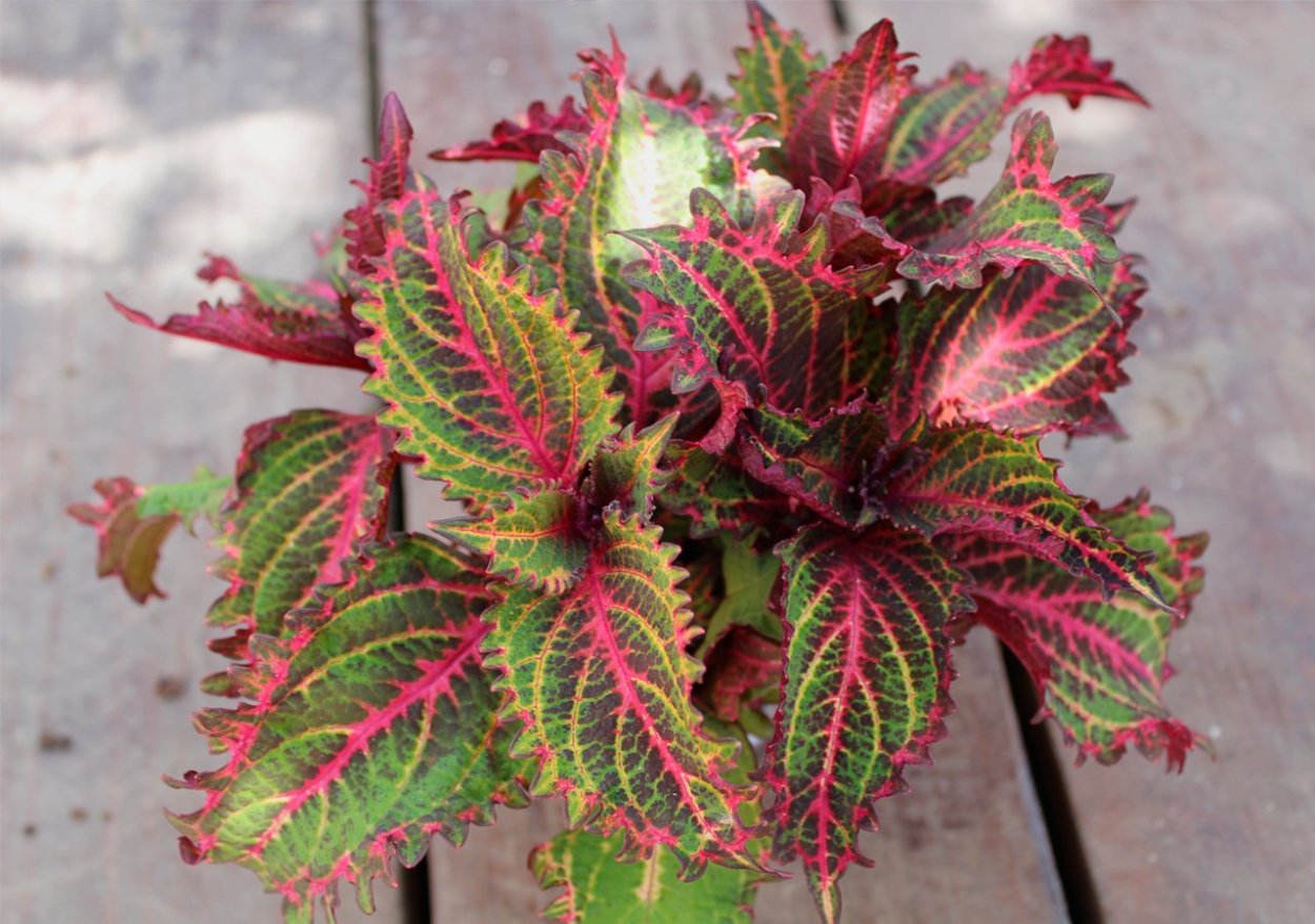 Гипоэстес листоколосниковый