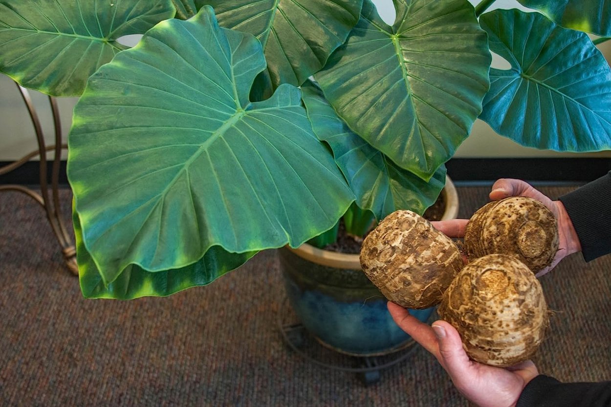 Колоказия гигантская
