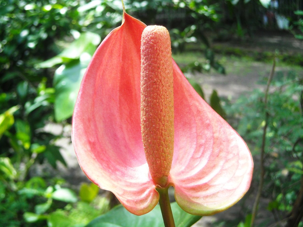 Anthurium crystallinum