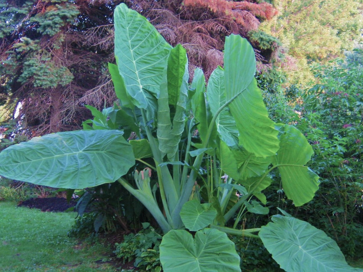 Алоказия Грин гигант