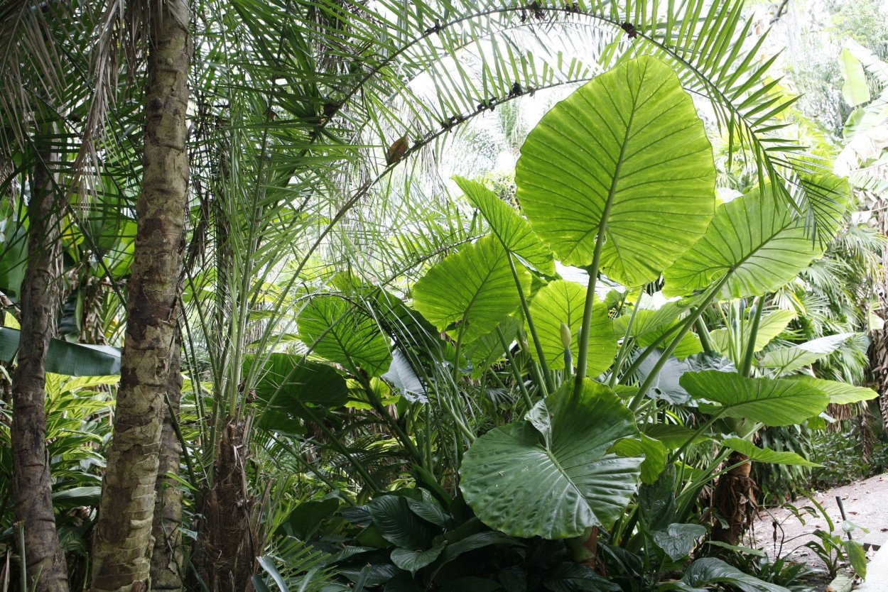 Алоказия Calidora