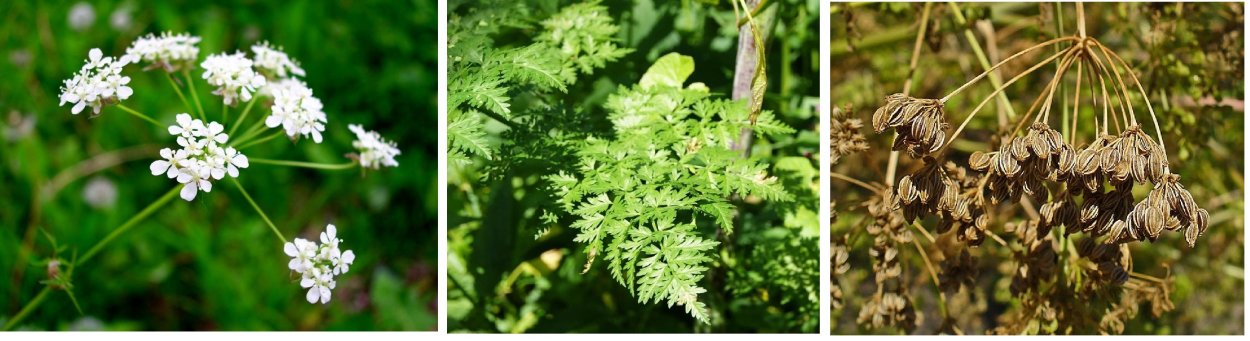 Болиголов пятнистый гербарий